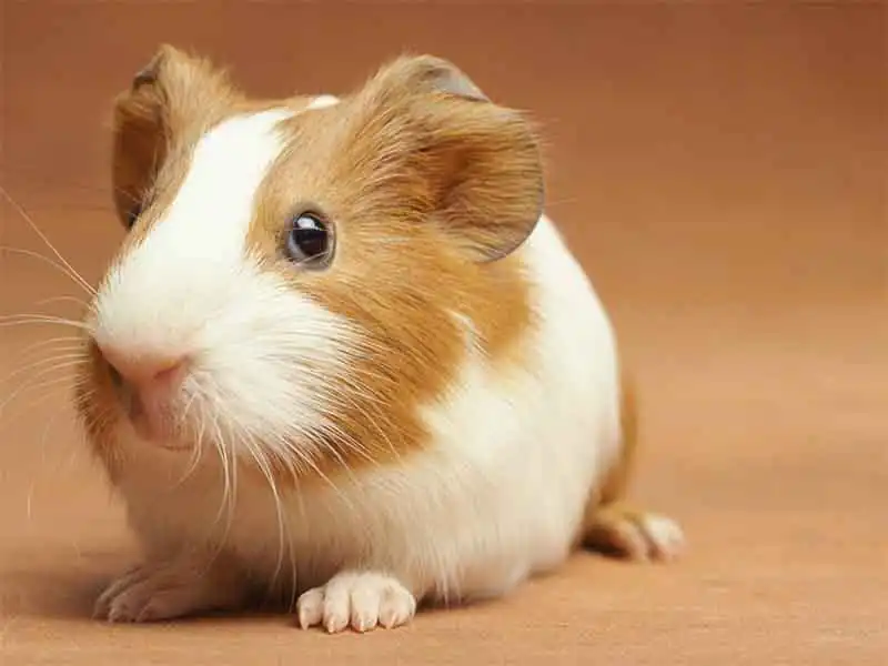 What is a good first pet for a 7-year-old in India?