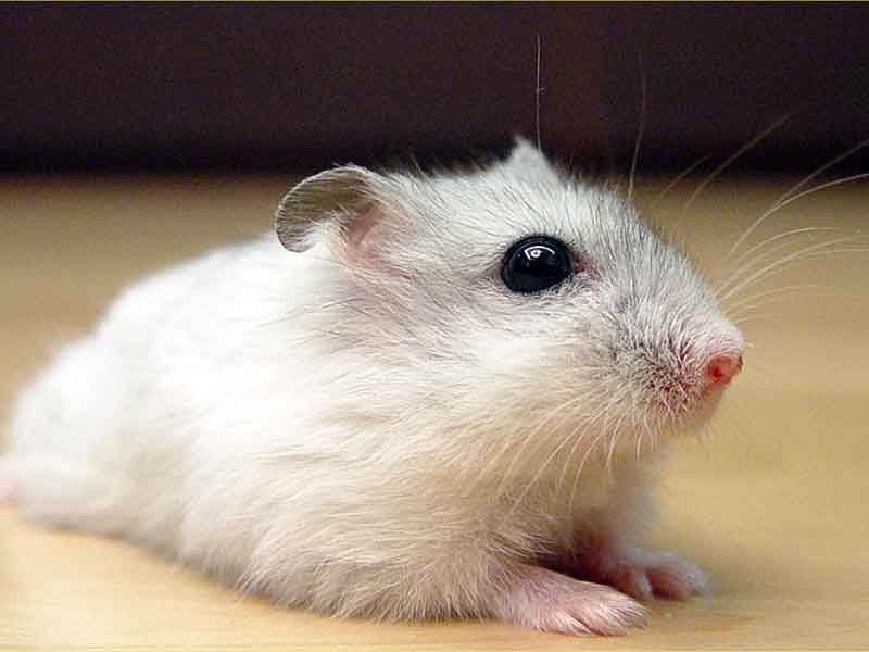 What is the Least Smelly Pet in India?