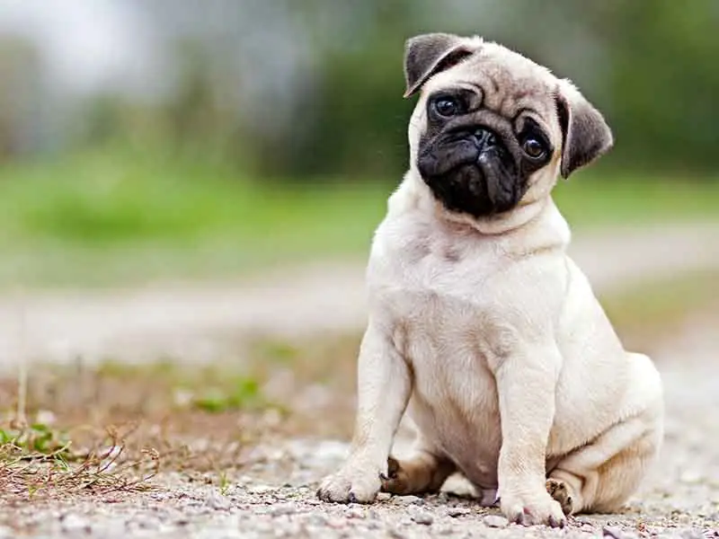 What are the easiest dogs to own in India?