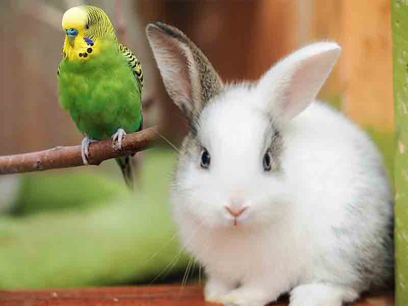 What pet is low maintenance?