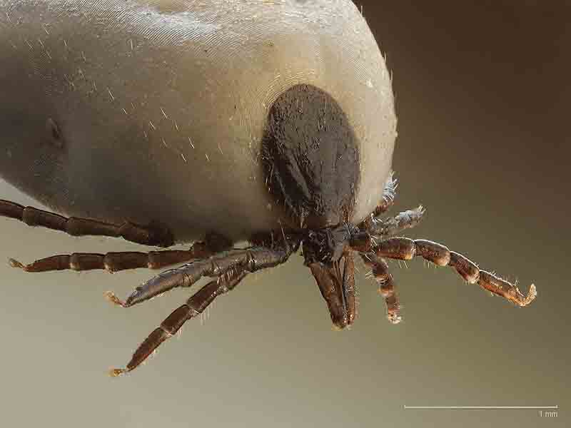 External parasites in birds 