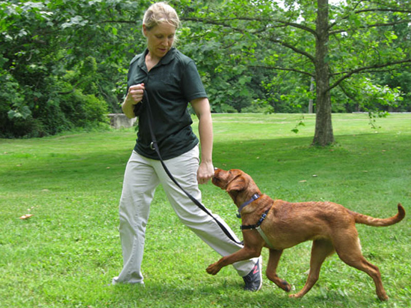 Basic Dog Training: 5 most essential commands you can teach your dog: PgPet