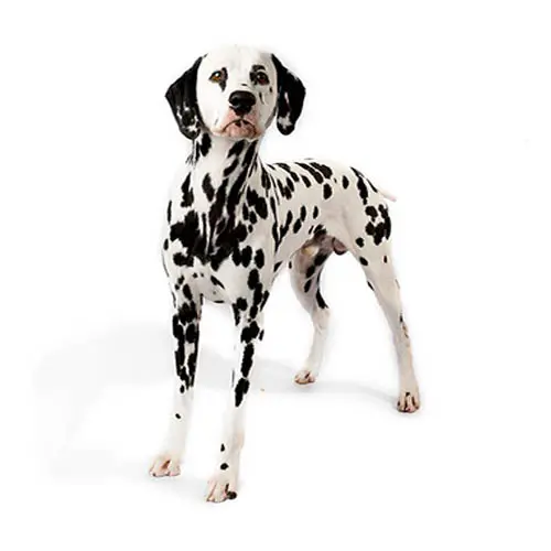 Dalmatian