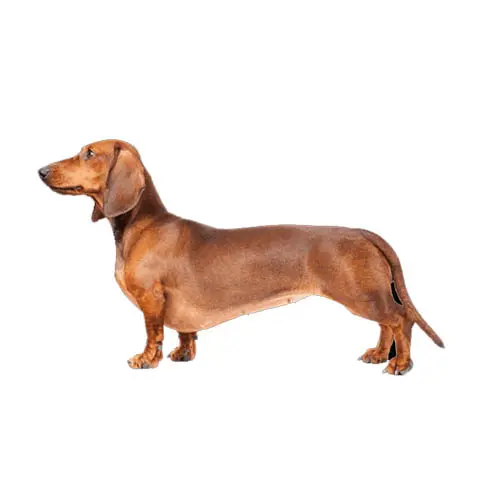 Daschund