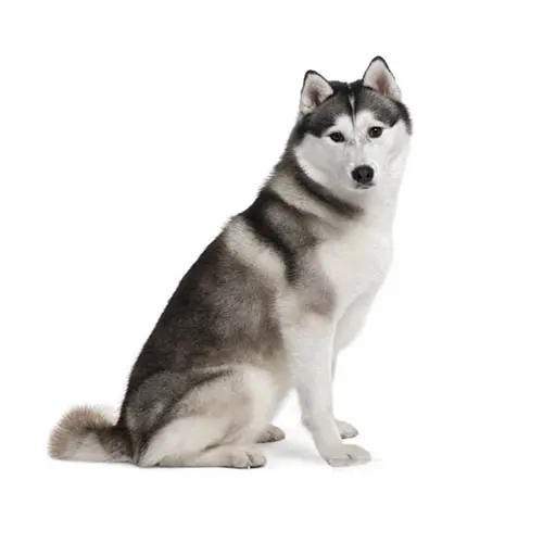 Siberian Husky 