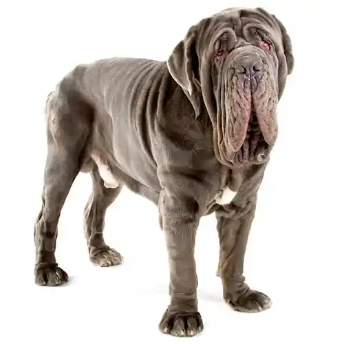 Neapolitan Mastiff