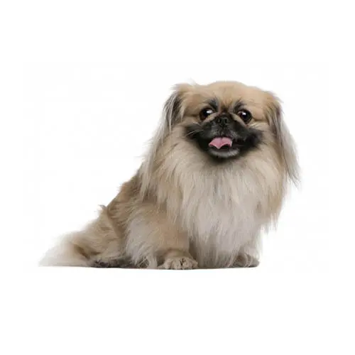 are bones easily digested by a pekingese