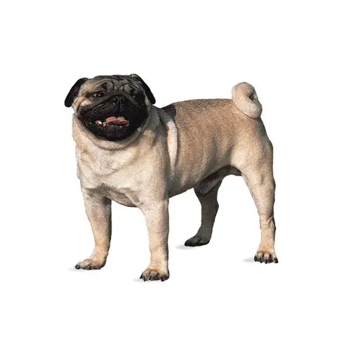 Pug