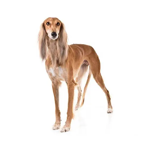 Saluki