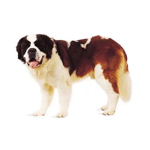 Saint Bernard