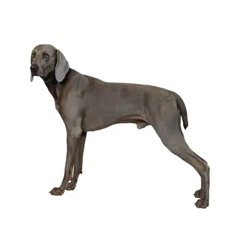 Weimaraner 