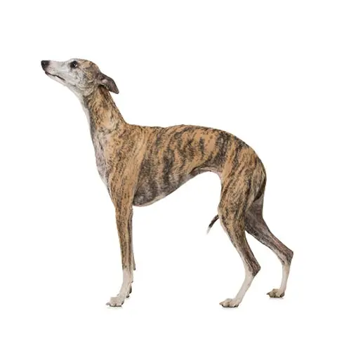 Whippet