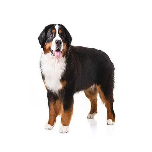 Bernese Mountain Dog