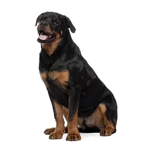 Rottweiler