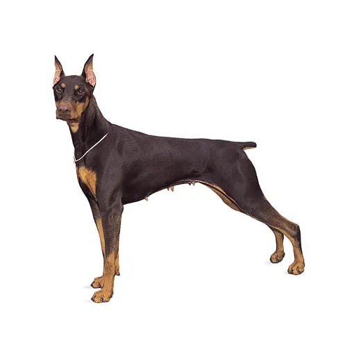 Doberman